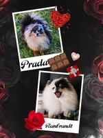 Picasso , a male Pomeranian for sale in Redding, CA – Photo 10 of 10