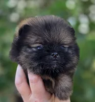 Wookie , a male Pomeranian for sale in Redding, CA – Photo 7 of 8