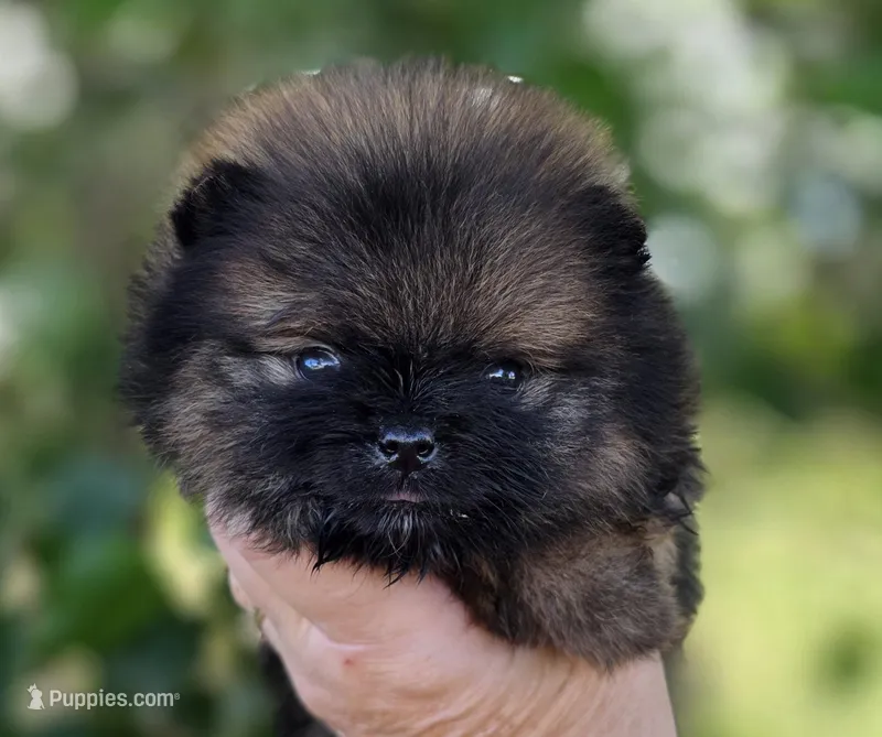 Wookie  – Pomeranian puppy for sale in Redding, CA