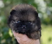 Wookie , a male Pomeranian for sale in Redding, CA – Photo 1 of 8