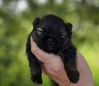 Picasso , a male Pomeranian for sale in Redding, CA – Photo 4 of 10