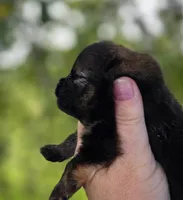 Picasso , a male Pomeranian for sale in Redding, CA – Photo 5 of 10