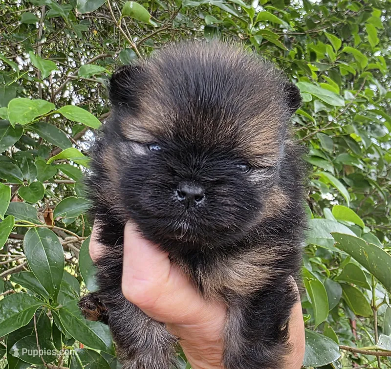 Picasso  – Pomeranian puppy for sale in Redding, CA
