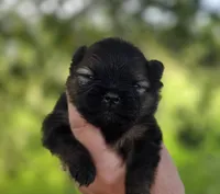 Picasso , a male Pomeranian for sale in Redding, CA – Photo 3 of 10