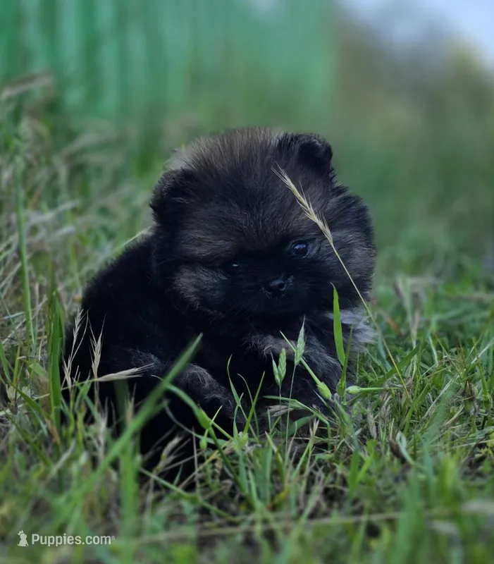 Wookie  – Pomeranian puppy for sale in Redding, CA