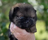Wookie , a male Pomeranian for sale in Redding, CA – Photo 2 of 8