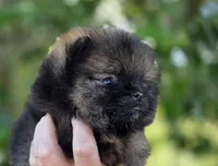 Wookie , a male Pomeranian for sale in Redding, CA – Photo 5 of 8