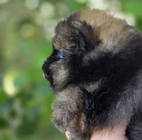 Wookie , a male Pomeranian for sale in Redding, CA – Photo 4 of 8