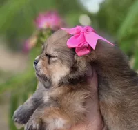 Memory , a female Pomeranian for sale in Redding, CA – 6 of 8