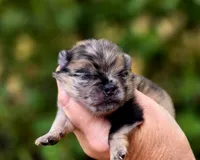 Affogato AKC , a male Pomeranian for sale in Redding, CA – 3 of 10