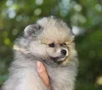Finnigan, a male Pomeranian for sale in Redding, CA – 6 of 10