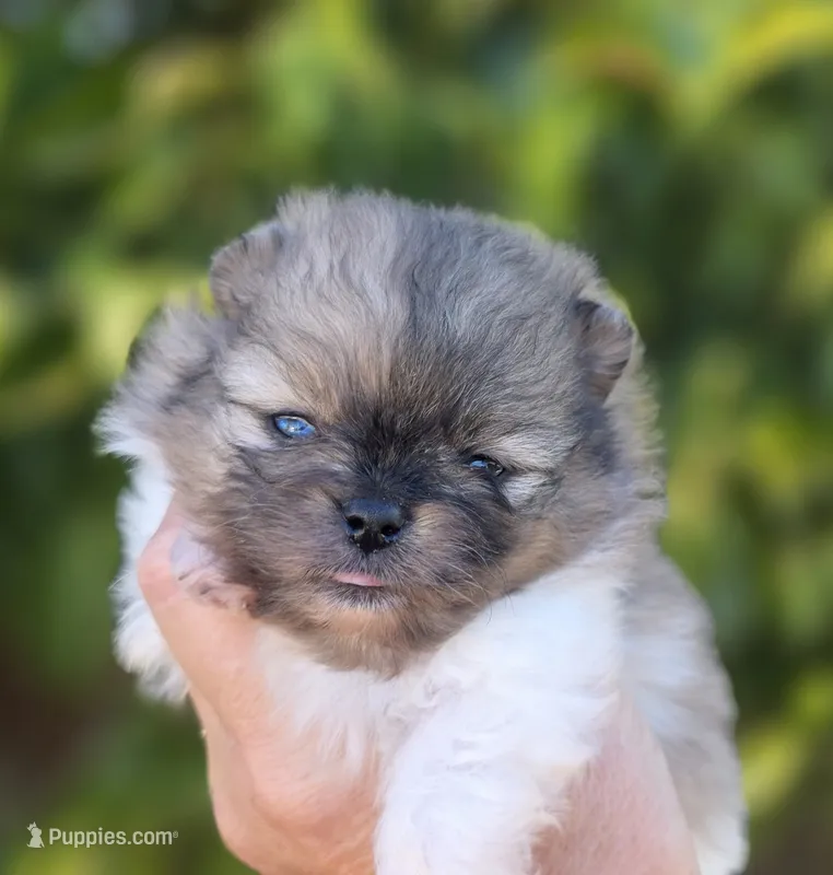Bentley Blue eyes – Pomeranian puppy for sale in Redding, CA