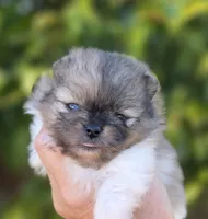 Bentley Blue eyes, a male Pomeranian for sale in Redding, CA – 1 of 10
