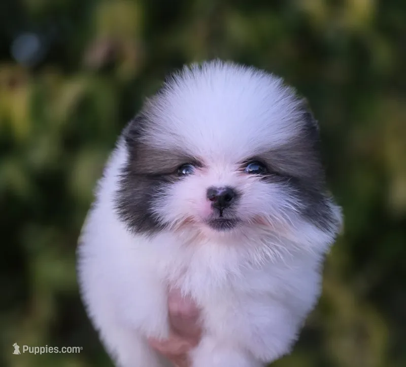 Gabriel – Pomeranian puppy for sale in Redding, CA