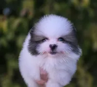 Gabriel, a male Pomeranian for sale in Anderson, CA – 1 of 9