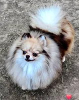 Biscotti, a female Pomeranian for sale in Redding, CA – 4 of 4