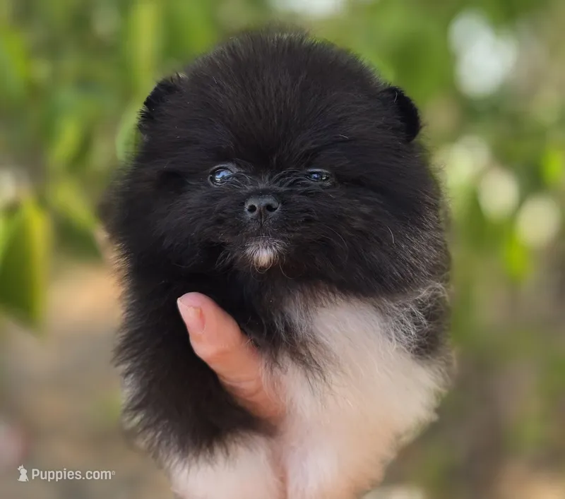 Little Lamborghini  – Pomeranian puppy for sale in Anderson, CA