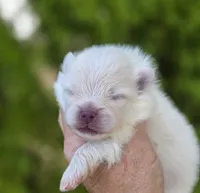 Prodigal Son, a male Pomeranian for sale in Anderson, CA – 9 of 9