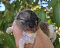 Bentley , a male Pomeranian for sale in Redding, CA – 2 of 7