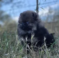 Wookie , a male Pomeranian for sale in Redding, CA – 3 of 7