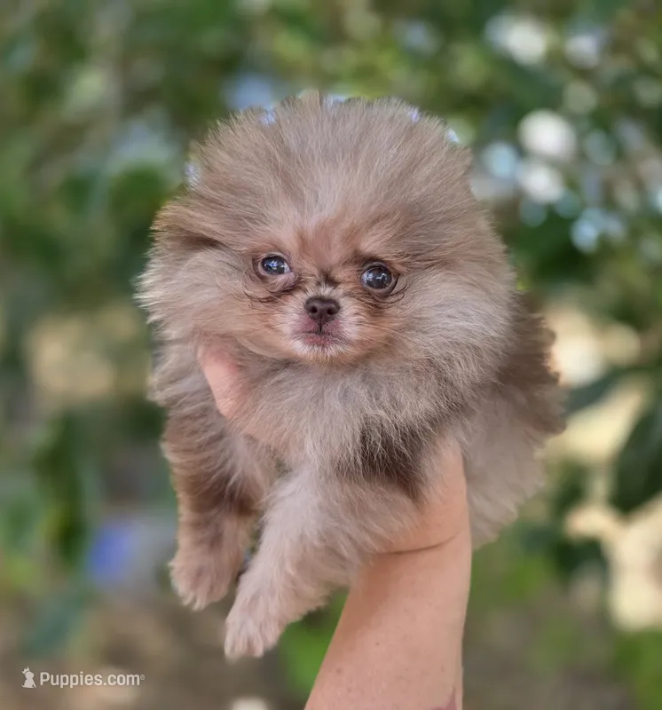 Cadbury  – Pomeranian puppy for sale in Redding, CA