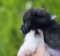 Little Lamborghini , a male Pomeranian for sale in Redding, CA – 6 of 9