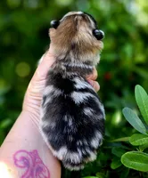 Artemisia , a female Pomeranian for sale in Redding, CA – 10 of 10