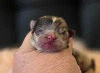 Artemisia , a female Pomeranian for sale in Redding, CA – Photo 7 of 10