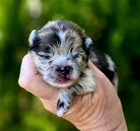 Artemisia , a female Pomeranian for sale in Redding, CA – 2 of 10