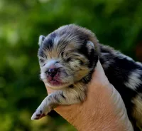Artemisia , a female Pomeranian for sale in Redding, CA – 8 of 10