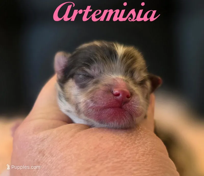 Artemisia  – Pomeranian puppy for sale in Redding, CA