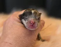 Artemisia , a female Pomeranian for sale in Redding, CA – Photo 4 of 10