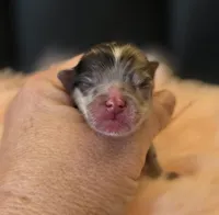 Artemisia , a female Pomeranian for sale in Redding, CA – Photo 3 of 10