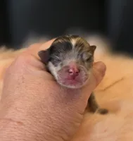 Artemisia , a female Pomeranian for sale in Redding, CA – Photo 6 of 10