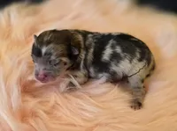 Artemisia , a female Pomeranian for sale in Redding, CA – Photo 5 of 10