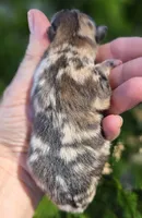 Artemisia , a female Pomeranian for sale in Redding, CA – Photo 8 of 10