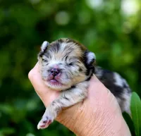 Artemisia , a female Pomeranian for sale in Redding, CA – 3 of 10