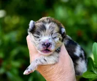 Artemisia , a female Pomeranian for sale in Redding, CA – 7 of 10