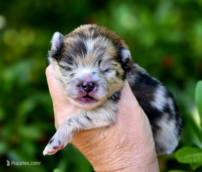 Artemisia  – Pomeranian puppy on hold in Redding, CA