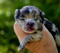 Artemisia , a female Pomeranian for sale in Redding, CA – 5 of 10