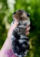 Artemisia , a female Pomeranian for sale in Redding, CA – 4 of 10