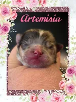 Artemisia , a female Pomeranian for sale in Redding, CA – Photo 2 of 10