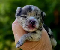 Artemisia , a female Pomeranian for sale in Redding, CA – 6 of 10