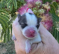 Nirvana , a female Pomeranian for sale in Redding, CA – 3 of 10