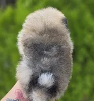 DaVinci , a male Pomeranian for sale in Anderson, CA – 3 of 10