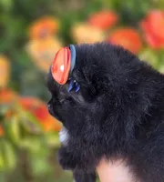 Mona Lisa AKC , a female Pomeranian for sale in Redding, CA – 9 of 10