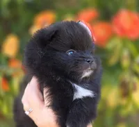 Mona Lisa AKC , a female Pomeranian for sale in Redding, CA – 7 of 10