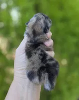 Afogoto AKC , a male Pomeranian for sale in Redding, CA – 8 of 10