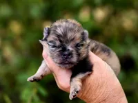 Affogato AKC , a male Pomeranian for sale in Redding, CA – 2 of 10