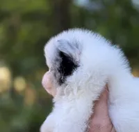 Angelo Blue Eyes, a male Pomeranian for sale in Redding, CA – 5 of 10